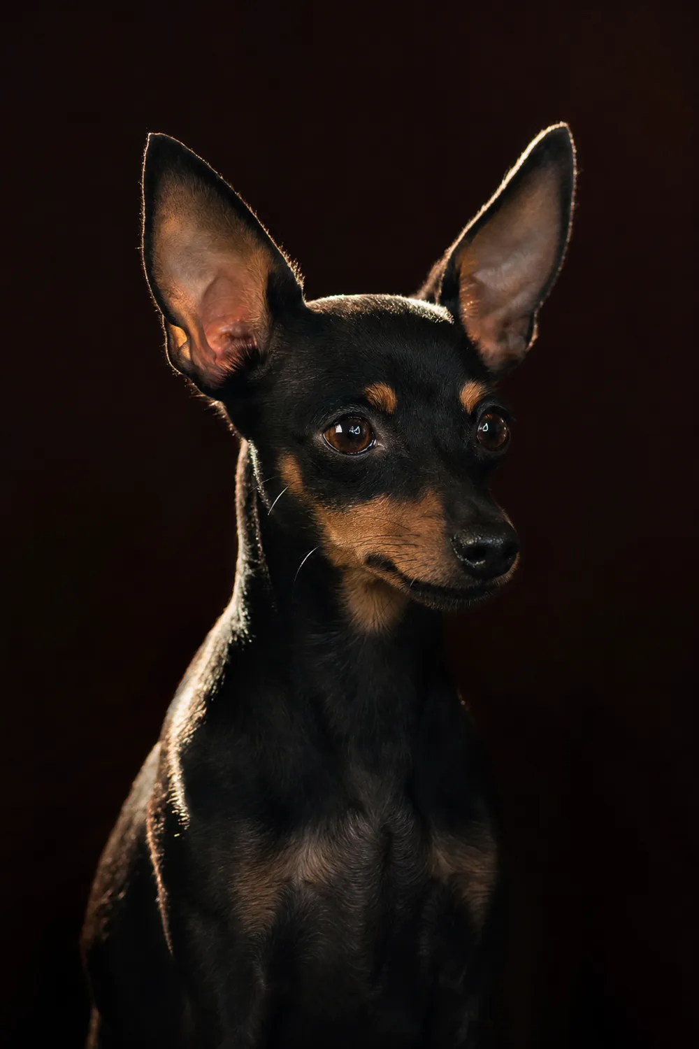 Russkiy Toy à la robe noir et feu, grandes oreilles dressées, portrait en lumière rasante sur fond sombre.