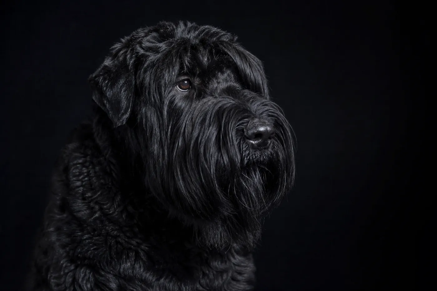 Terrier noir russe, grand chien de service au poil noir dur et fourni, photographié en studio.